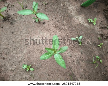 Close-up of False Daisy (Eclipta prostrata), a common broadleaf weed growing in moist agricultural soil. Ideal for weed identification and crop management.