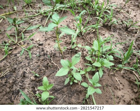 Close-up of False Daisy (Eclipta prostrata), a common broadleaf weed growing in moist agricultural soil. Ideal for weed identification and crop management.