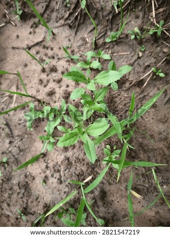 Close-up of False Daisy (Eclipta prostrata), a common broadleaf weed growing in moist agricultural soil. Ideal for weed identification and crop management.