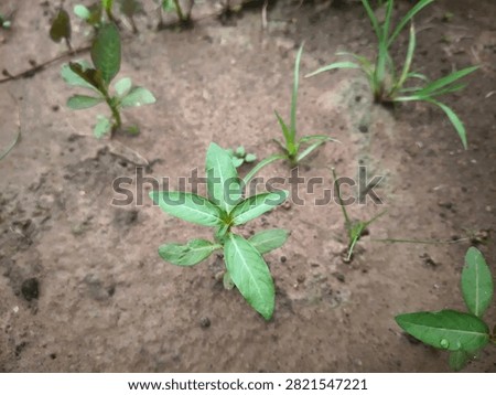 Close-up of False Daisy (Eclipta prostrata), a common broadleaf weed growing in moist agricultural soil. Ideal for weed identification and crop management.
