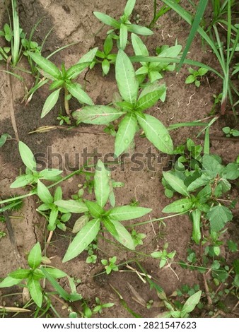 Close-up of False Daisy (Eclipta prostrata), a common broadleaf weed growing in moist agricultural soil. Ideal for weed identification and crop management.