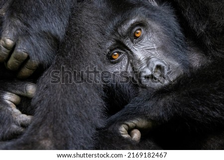 Closeup of a family group of mountain gorillas, gorilla beringei beringei, resting together in the Bwindi Impenetrable Forest, Uganda. The largest great ape and an endangered species. 