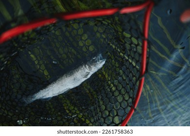 Closeup of fario trout caught by fisherman.