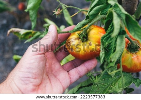 Closeup of farmer hand examining rotten unripe tomato fruit in organic garden, selective focus