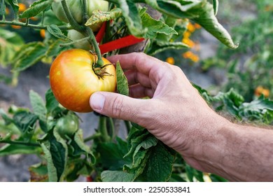 Closeup of farmer hand examining unripe tomato fruit in organic garden, selective focus