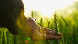 Close-up Of Farmer Hand Holding Green Wheat Ears In The Field. Ripening Ears. Man Walking In A Wheat Field At Sunrise, Touching Green Ears Of Wheat With His Hands. Agricultural Business.