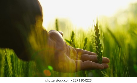 Close-up of Farmer hand holding green wheat ears in the field. Ripening ears. Man walking in a wheat field at sunrise, touching green ears of wheat with his hands. Agricultural business. - Powered by Shutterstock