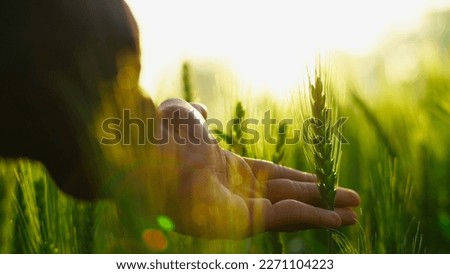 Close-up of Farmer hand holding green wheat ears in the field. Ripening ears. Man walking in a wheat field at sunrise, touching green ears of wheat with his hands. Agricultural business.