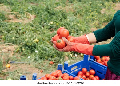 Close-up of farmer hands in gloves holding several ripe tomatoes. Woman examines tomato in hand. Harvesting in the field, organic products