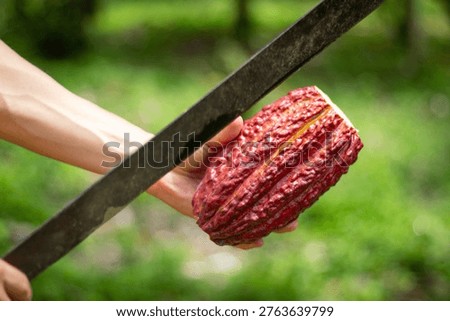 Close-up of a farmer using a machete to open a ripe cacao pod on a tropical plantation, showing the process of cocoa harvest and the source of natural chocolate production