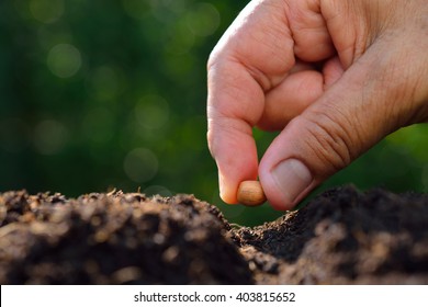 Close-up Farmer's Hand Planting A Seed In Soil