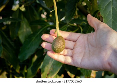 2,622 Avocado orchard Images, Stock Photos & Vectors | Shutterstock