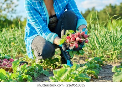 Close-up of farmers hands picking radishes in basket