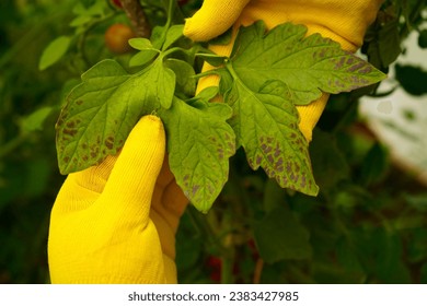 A close-up of a farmer's hands in yellow gloves, examining tomato leaves damaged by bacterial spotting. Problems of agriculture - Powered by Shutterstock