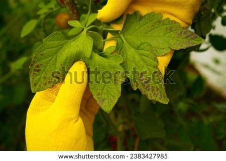A close-up of a farmer's hands in yellow gloves, examining tomato leaves damaged by bacterial spotting. Problems of agriculture