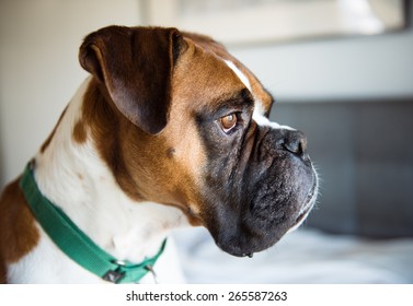 Closeup Of Fawn Colored Pure Breed Boxer Dog Looking Outside 