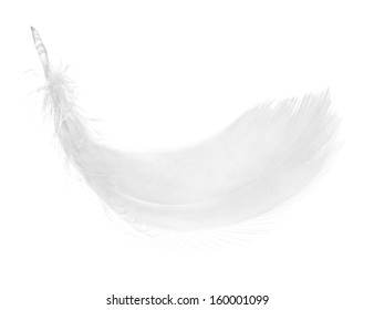 Closeup of feather, isolated on the white background.