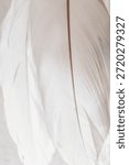  Close-up of the feather structure.Feather Pattern Background.White feather wallpaper.