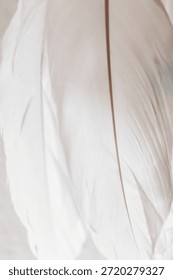  Close-up of the feather structure.Feather Pattern Background.White feather wallpaper.