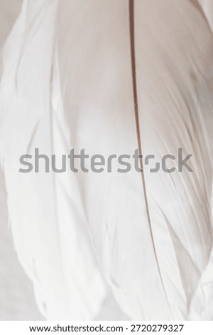  Close-up of the feather structure.Feather Pattern Background.White feather wallpaper.