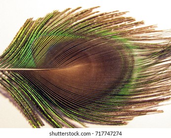 Closeup of feathers of a peacock flipside
