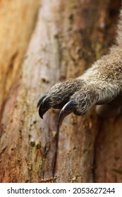 2,205 Koala claw Images, Stock Photos & Vectors | Shutterstock