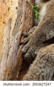 2,205 Koala claw Images, Stock Photos & Vectors | Shutterstock