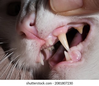 Close-up of feline fangs. A woman checks the teeth of a pet.