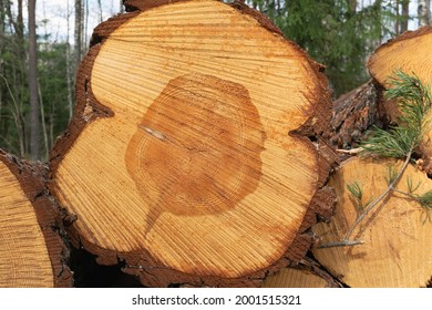 Close-up of felled coniferous logs. Deforestation, industrial logging. Environmental damage. Horizontal photo.