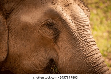 Close-Up of female Asian elephant face on a conservation programme, Huay Pakkoot, Chiang Mai, Thailand. - Powered by Shutterstock