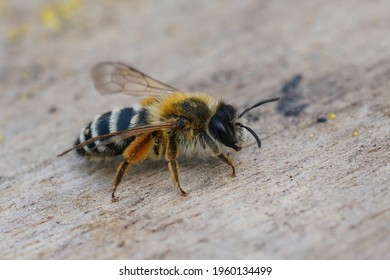 Closeup Of A Female Banded Mining Bee, Andrena Gravida