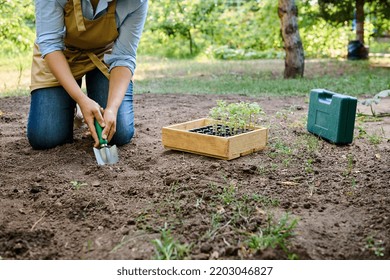 Close-up Of Female Farmer Agronomist Digging Loose Soil, Making A Hole For Planting Seedlings In Open Ground In Spring. Wooden Crate With Germinated Seedling And Garden Tools On The Field. Eco Farming