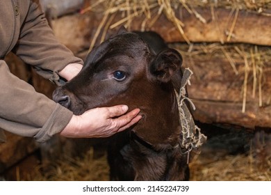 Close-up of female farmer's hand caressing an ecologically raised newborn calf used to produce organic dairy products.