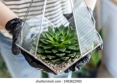 Closeup Female Florist Designer Hands Holding Succulents Glass Florarium Botany Art Composition. Woman Gardener Demonstrating Blossom Greenery Decor For Interior With Fresh Houseplant And Stones