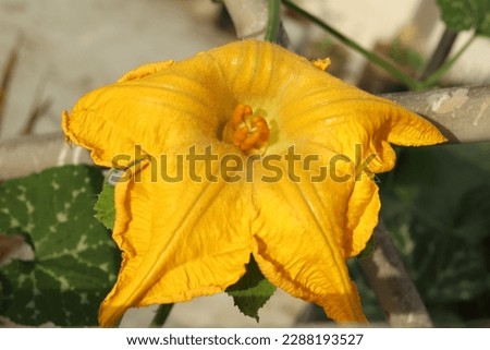 Closeup of a Female Flower of Pumpkin.