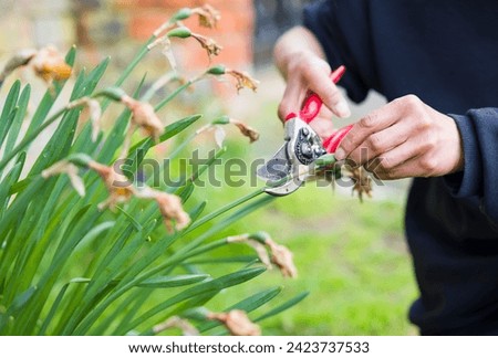 Close-up of a female gardener deadheading daffodils with secateurs in an English garden