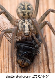 Close-up Of A Female Giant House Spider (Eratigena Duellica) Feeding On A Large Bluebottle Blowfly (Calliphora Vicina). Vertical. Delta, British Columbia, Canada