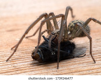 Close-up Of A Female Giant House Spider (Eratigena Duellica) Feeding On A Large Bluebottle Blowfly (Calliphora Vicina). Delta, British Columbia, Canada