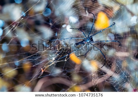 Similar – Image, Stock Photo abstract shapes with branches in nature