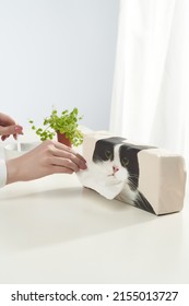 Close-up Of A Female Hand Taking A White Tissue Out Of A Black Cat Tissue Box. The Tissue Holder Stands On A Light Table In A Room Against A White Background. Front View.