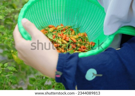 Close-up of female hands picking chilies in the garden