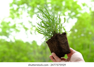 close-up of female hands transplant seedlings, young lavender plants, gardener in gloves holds plant prepared for transplanting, roots intertwined soil cube, gardening concept, save nature - Powered by Shutterstock