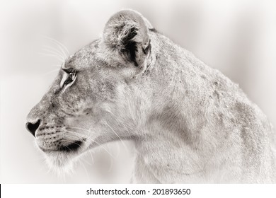 Close-up of a female Lion face in Samburu National Reserve