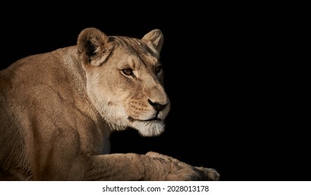 Close-up of a female lion (Panthera leo, lioness) lying down isolated on black background. Wildlife and safari theme with copy space. - Powered by Shutterstock