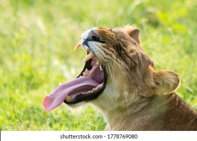Close-up of a female lioness queen relaxing and yawning at Queen Elizabeth National Park, Uganda, Africa. 