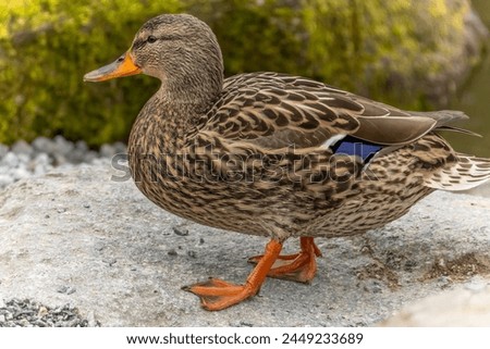 A close-up of a female mallard duck as she gracefully traverses a garden setting during the spring season, her entire body captured in detail.
