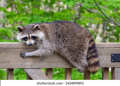 Baby Racoon Resting On Wooden Beam Raccoon Images Stock Photos Vectors