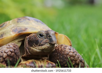 Closeup Female Russian Tortoise Agrionemys Horsfieldii Stock Photo ...