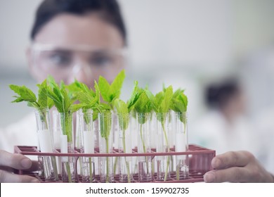 Close-up of a female scientist with young plants at the laboratory - Powered by Shutterstock