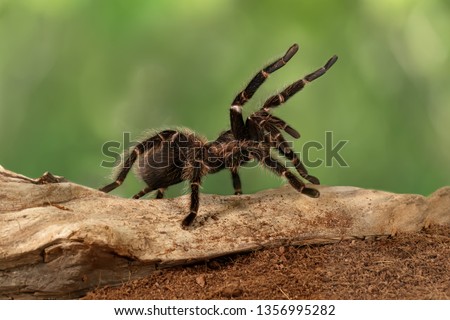 Closeup female of Spider Tarantula  (Lasiodora parahybana) in threatening position. Largest spider in terms of leg-span is the giant huntsman spider. Females can live up to 25 years.